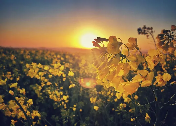 Altes Pfarrhaus Apartament *